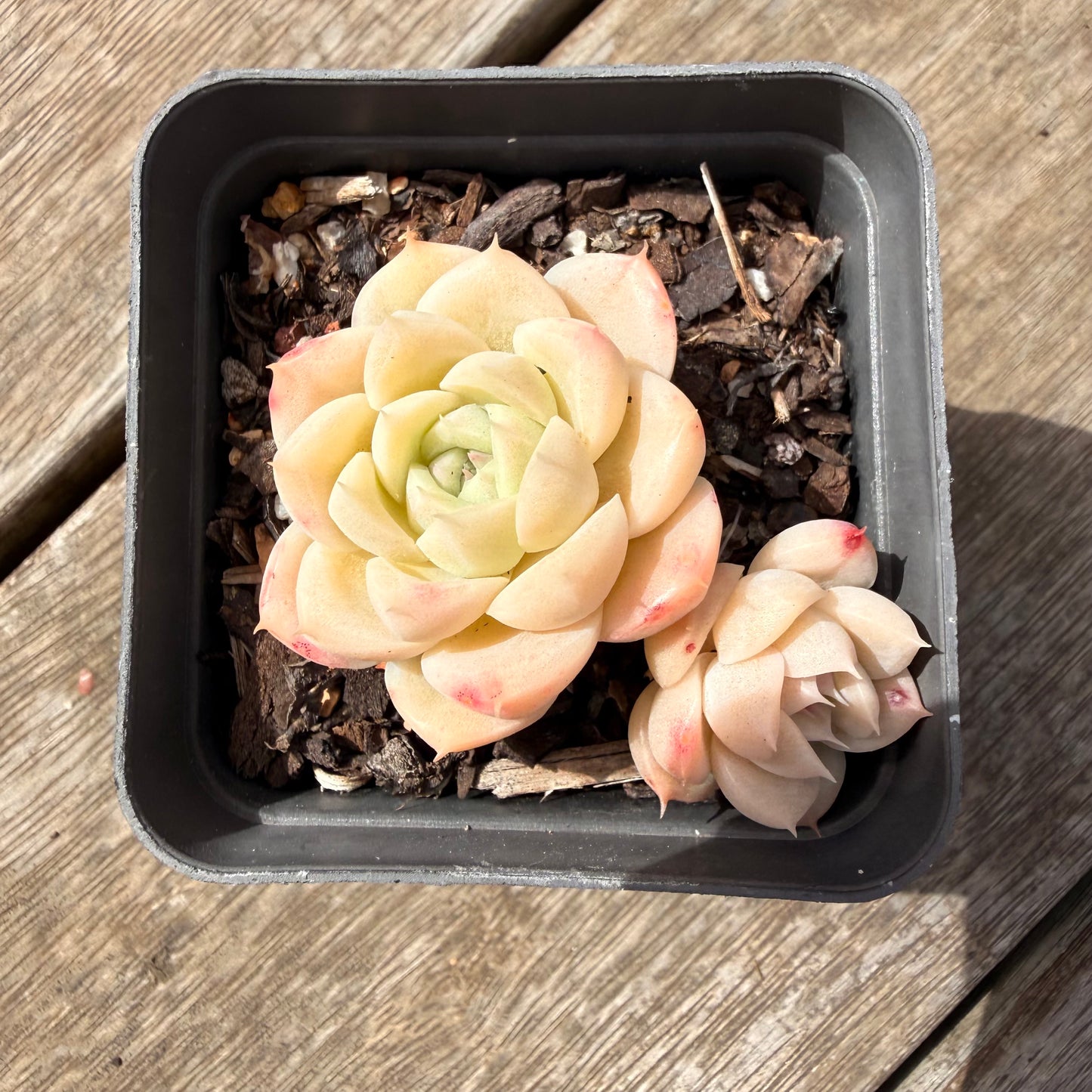 1410 Echeveria Malgan 'White Peach Blossom' - Korean Form