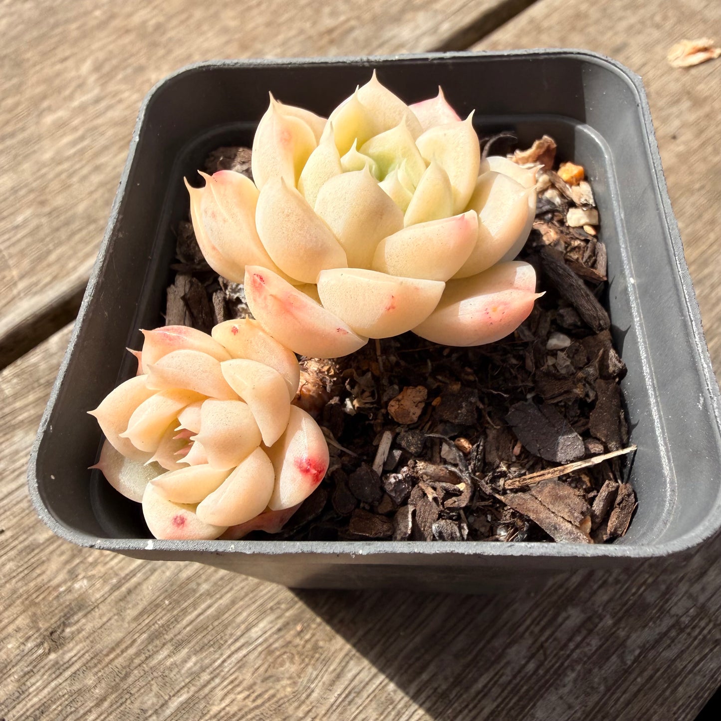 1410 Echeveria Malgan 'White Peach Blossom' - Korean Form