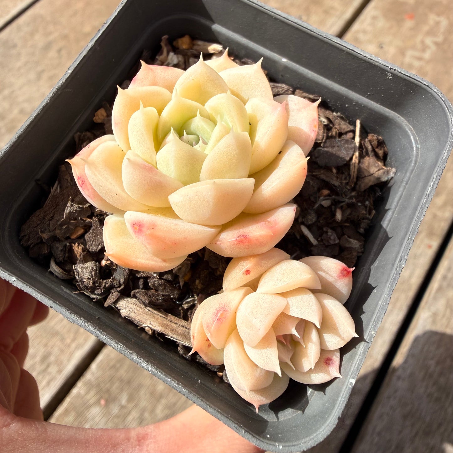1410 Echeveria Malgan 'White Peach Blossom' - Korean Form