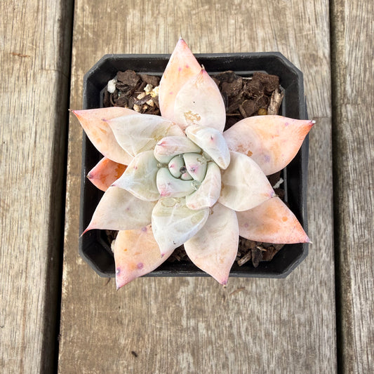 1410 Echeveria Mexican Giant