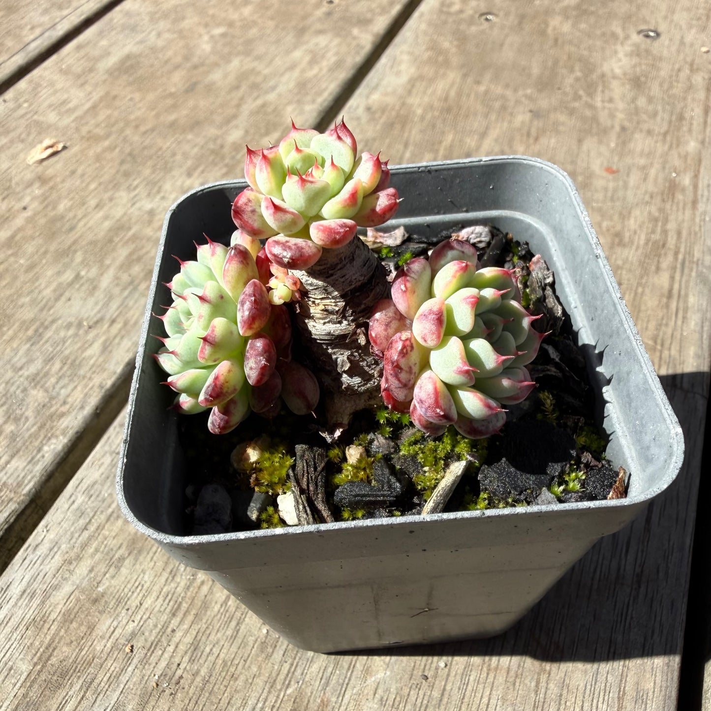 1410 Echeveria Minima