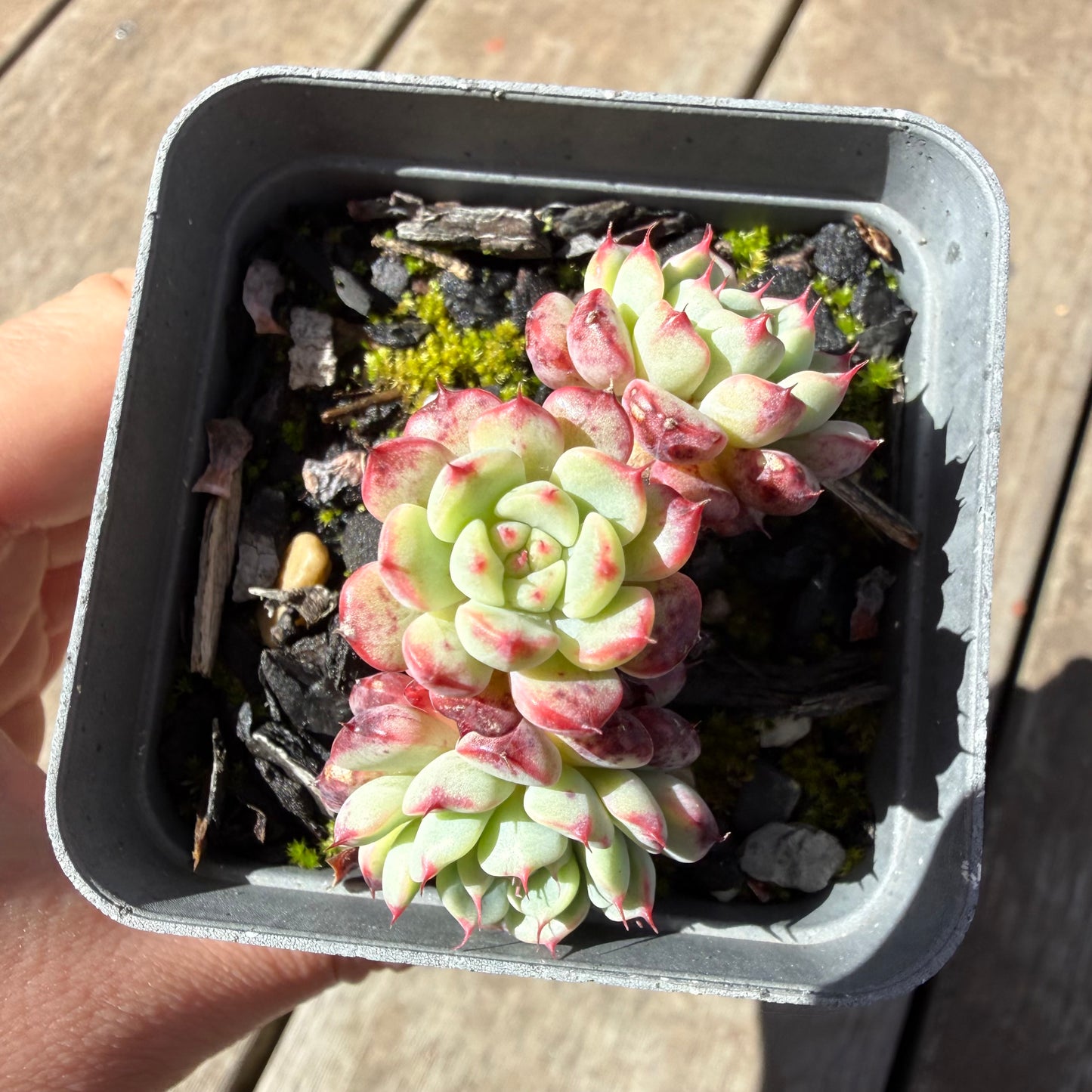 1410 Echeveria Minima