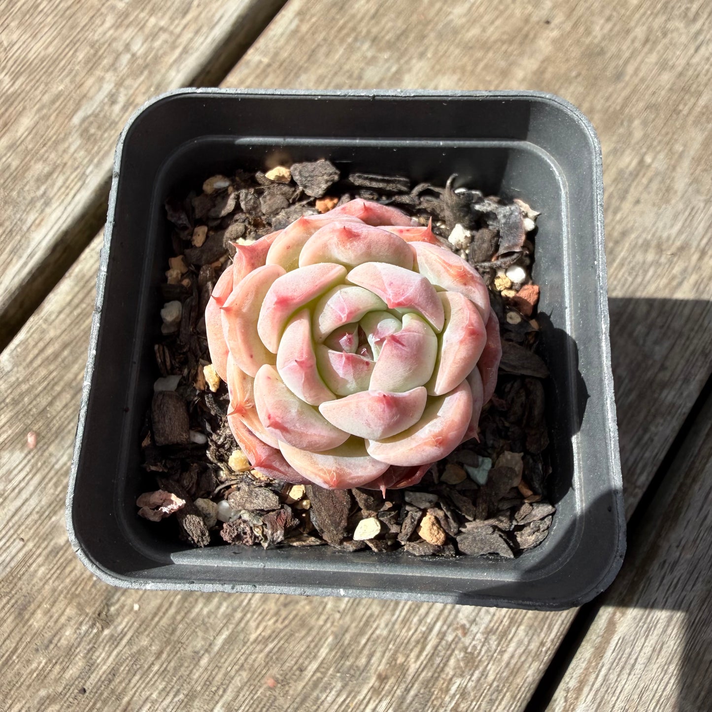 1410 Echeveria Pink Essence
