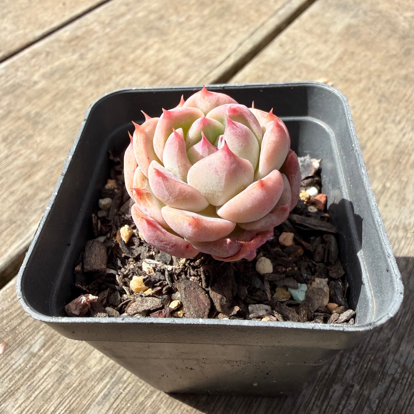 1410 Echeveria Pink Essence