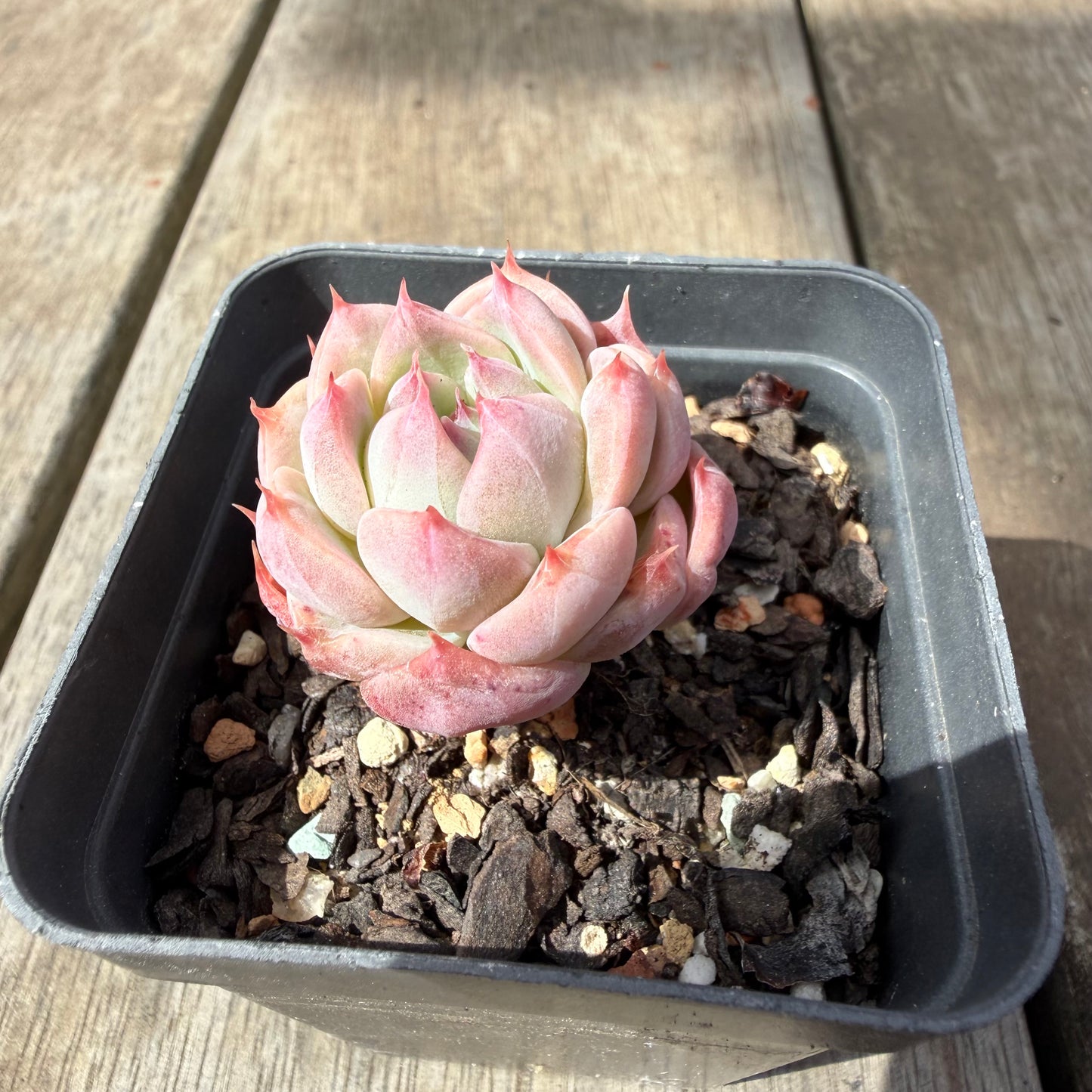 1410 Echeveria Pink Essence