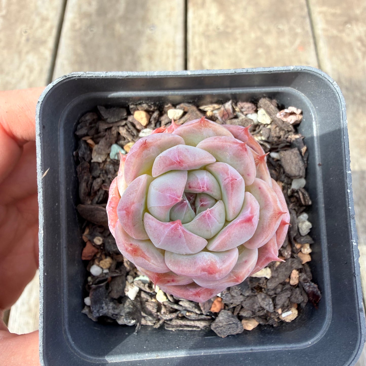 1410 Echeveria Pink Essence