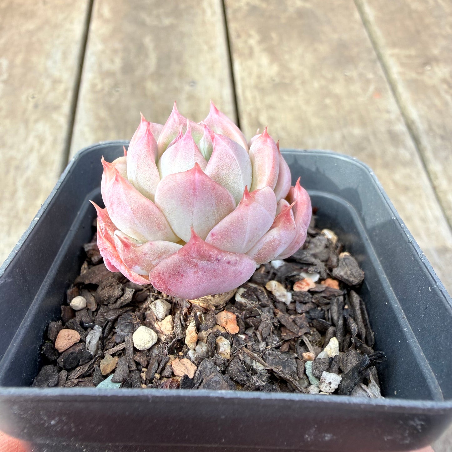 1410 Echeveria Pink Essence