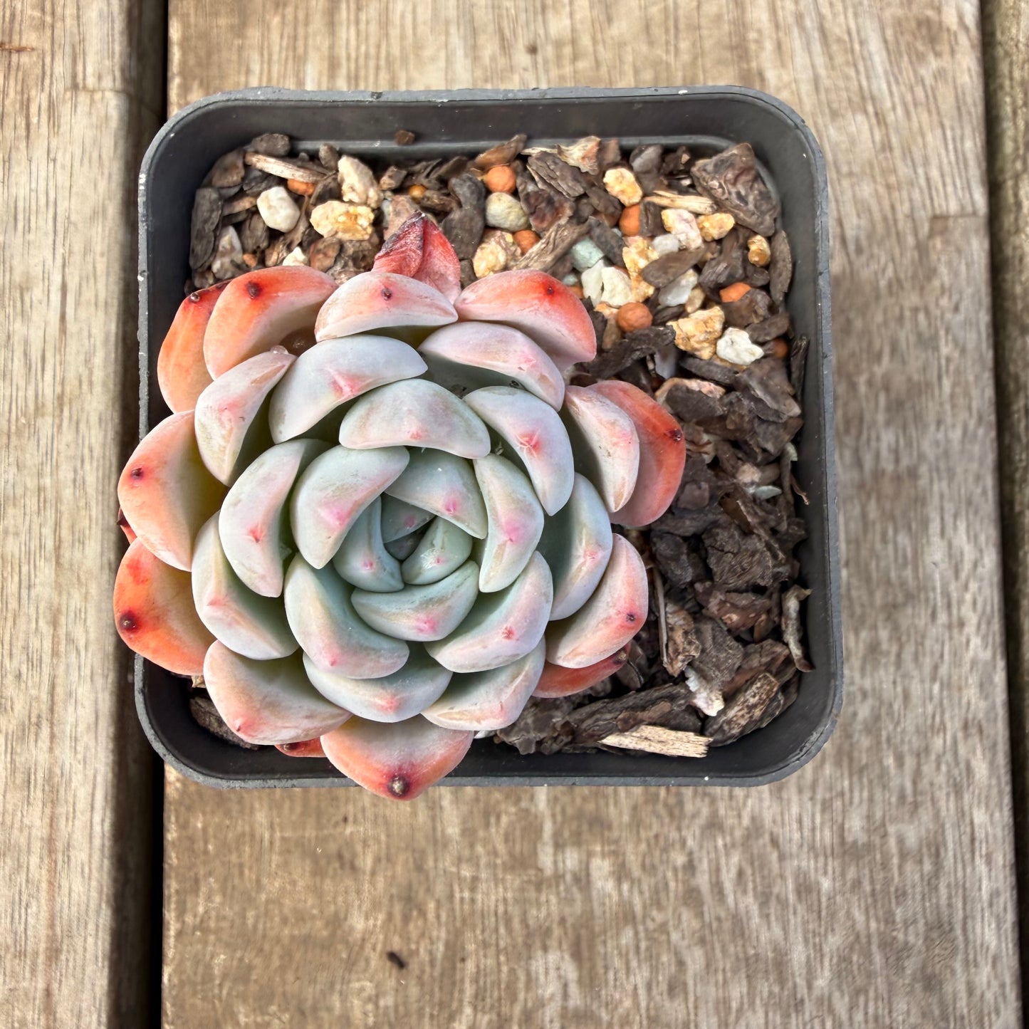 1410 Echeveria Pink Senura