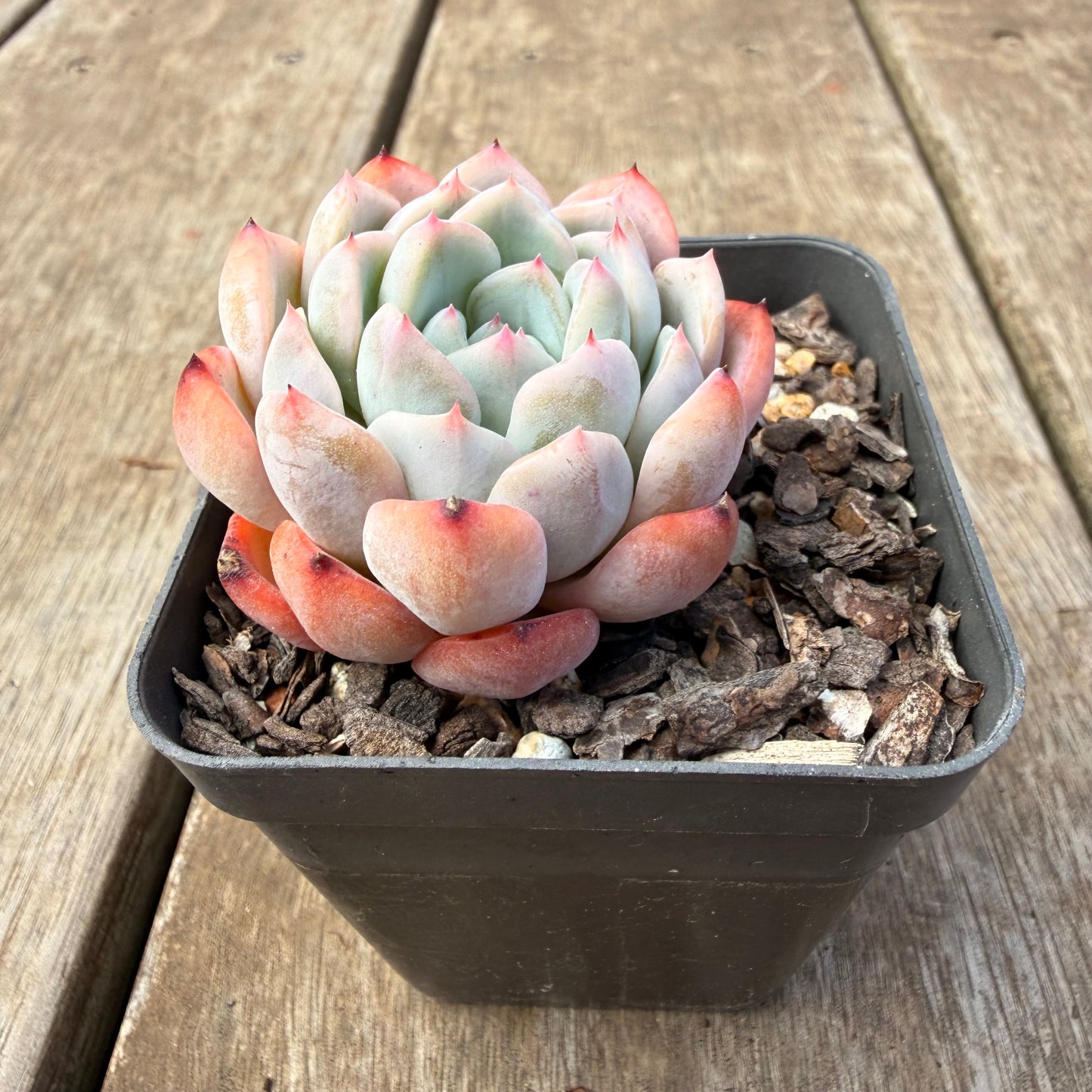 1410 Echeveria Pink Senura