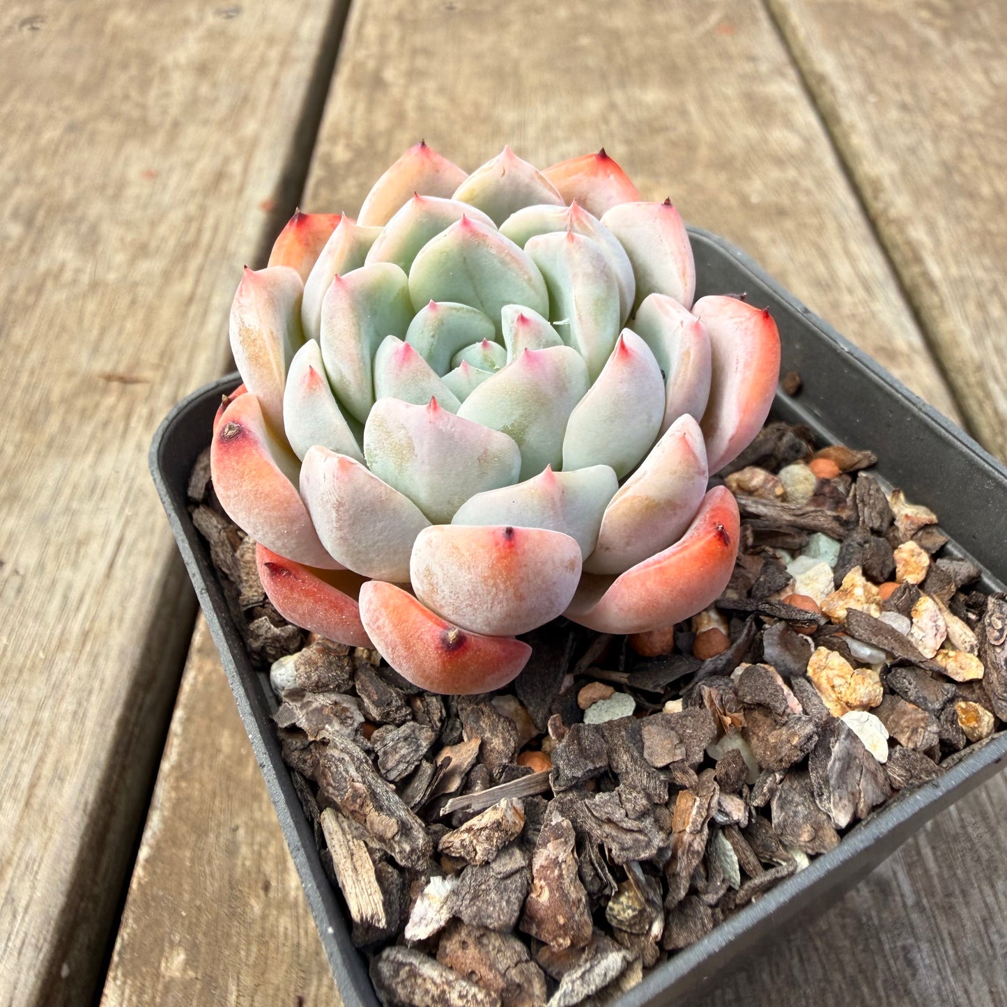 1410 Echeveria Pink Senura