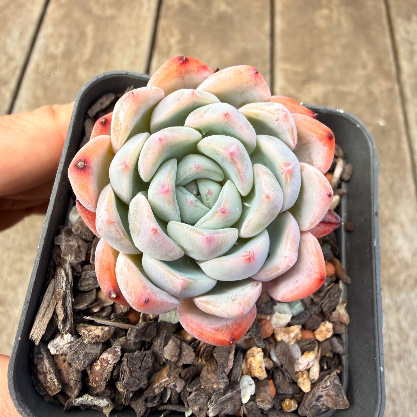 1410 Echeveria Pink Senura