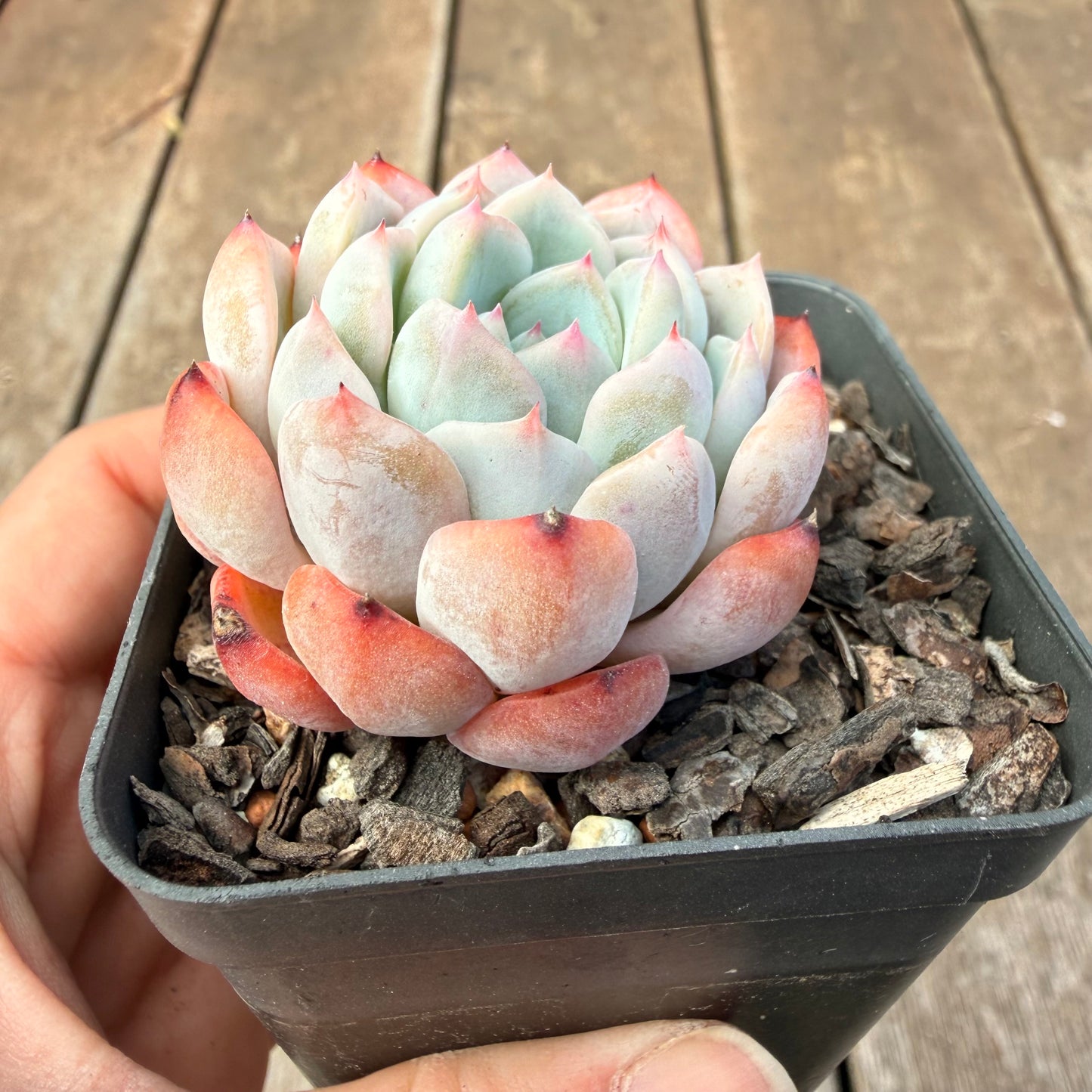 1410 Echeveria Pink Senura