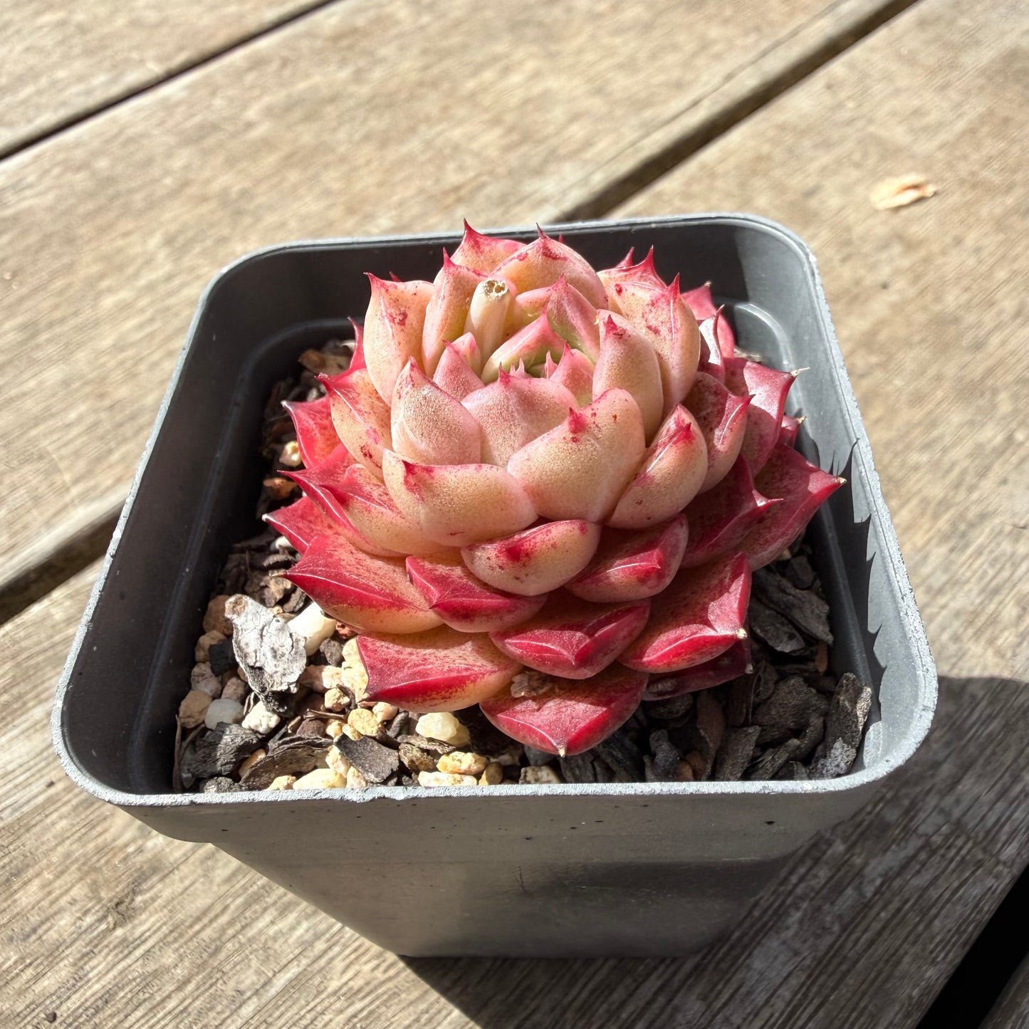 1410 Echeveria 'Queen Red'