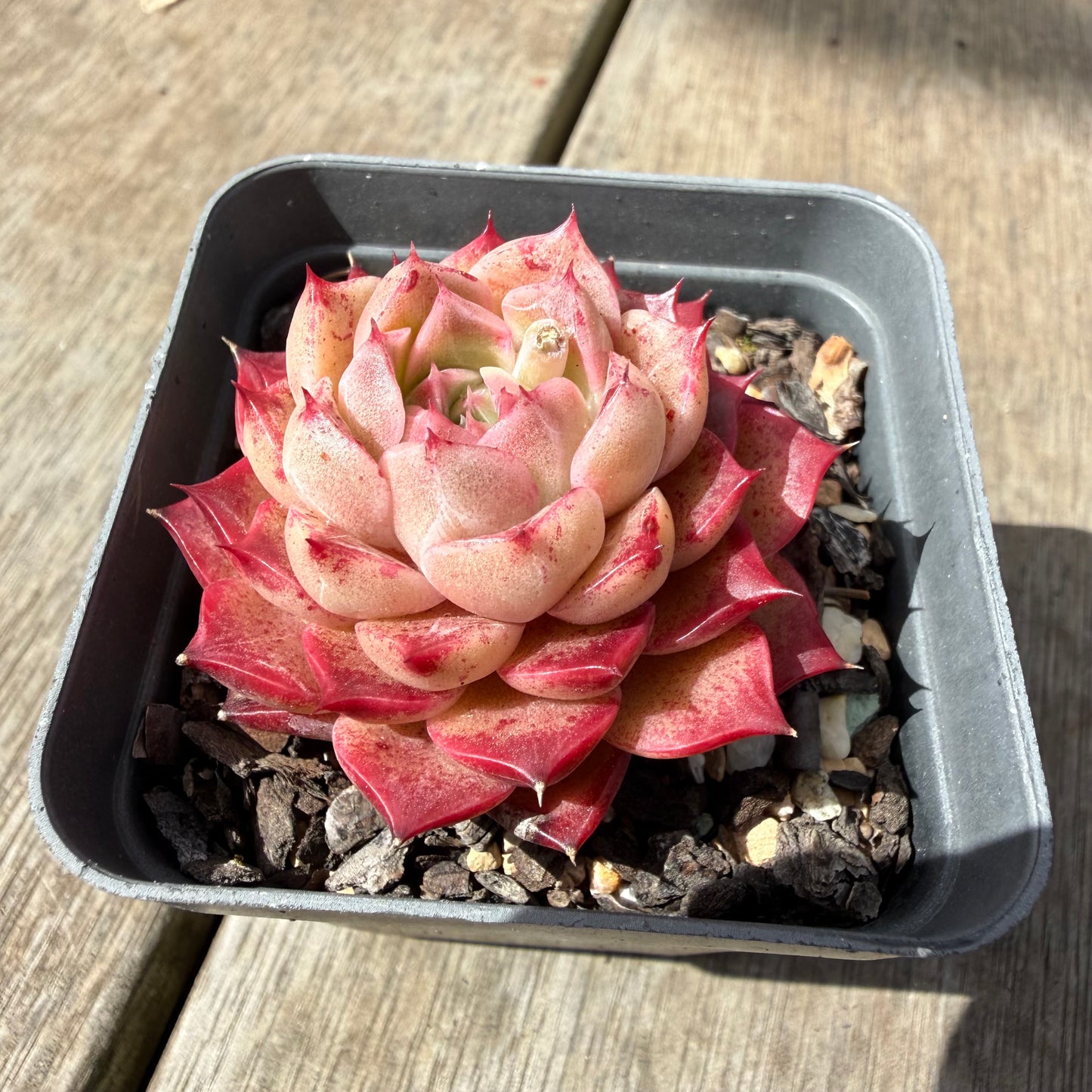 1410 Echeveria 'Queen Red'