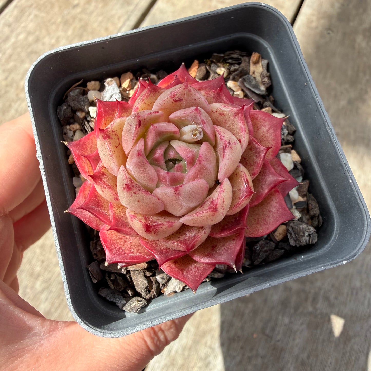 1410 Echeveria 'Queen Red'