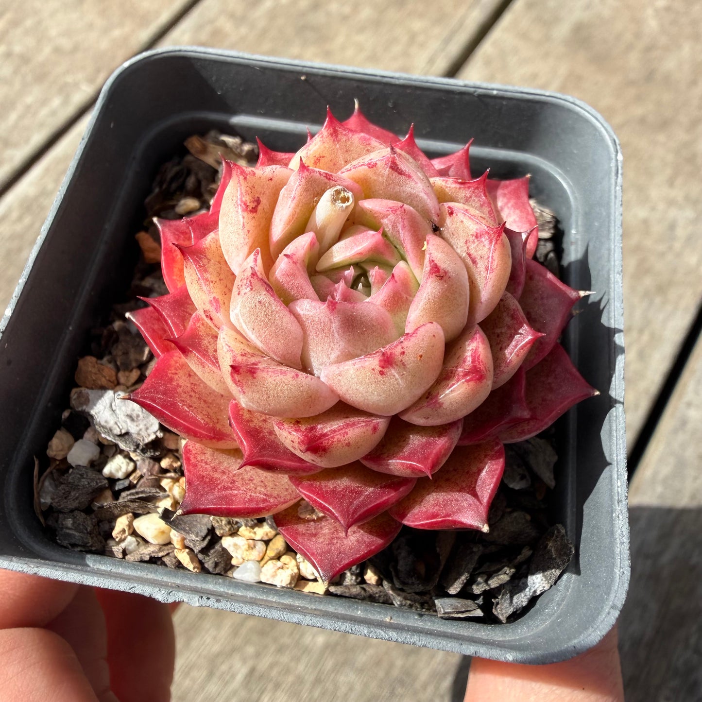 1410 Echeveria 'Queen Red'