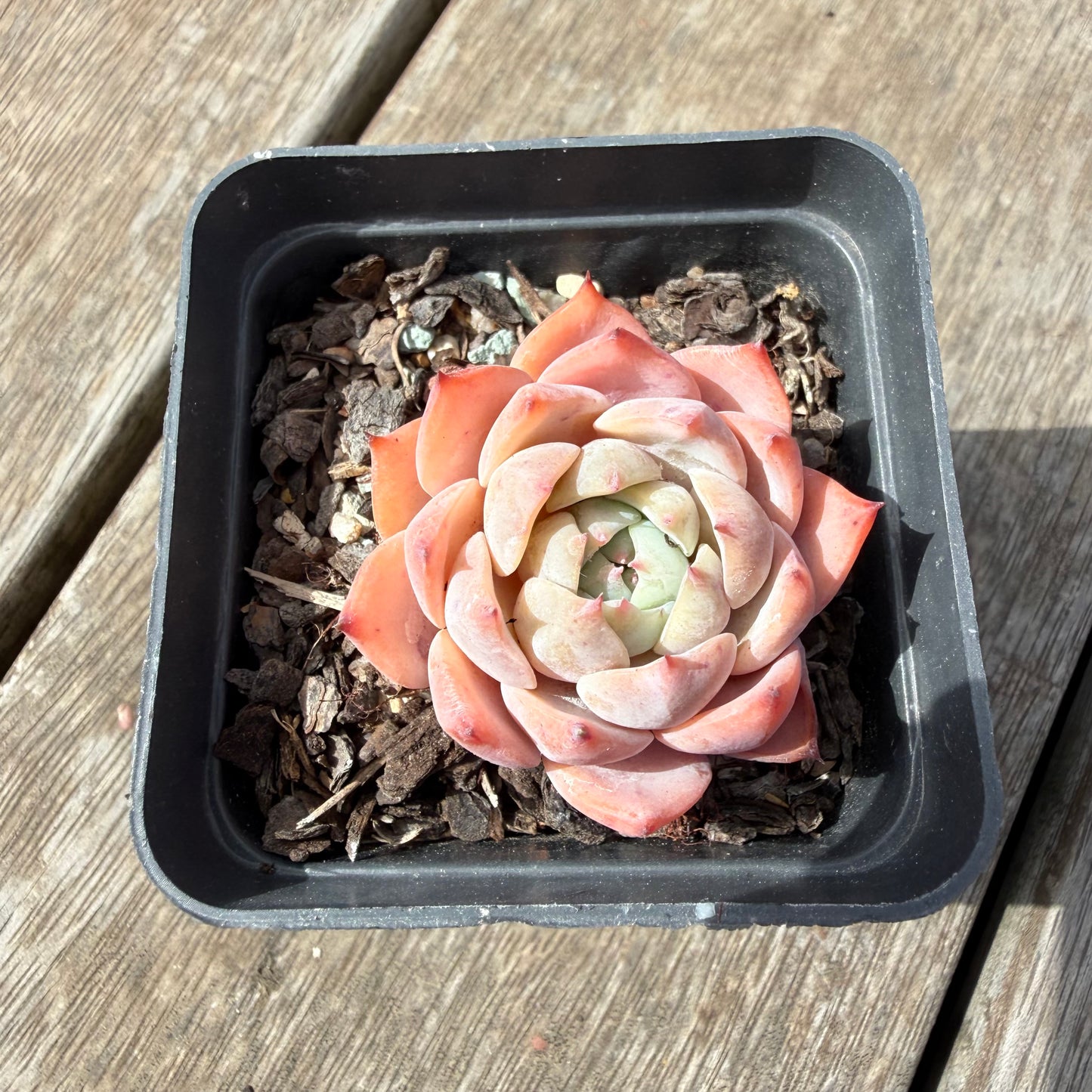 1410 Echeveria Tippy