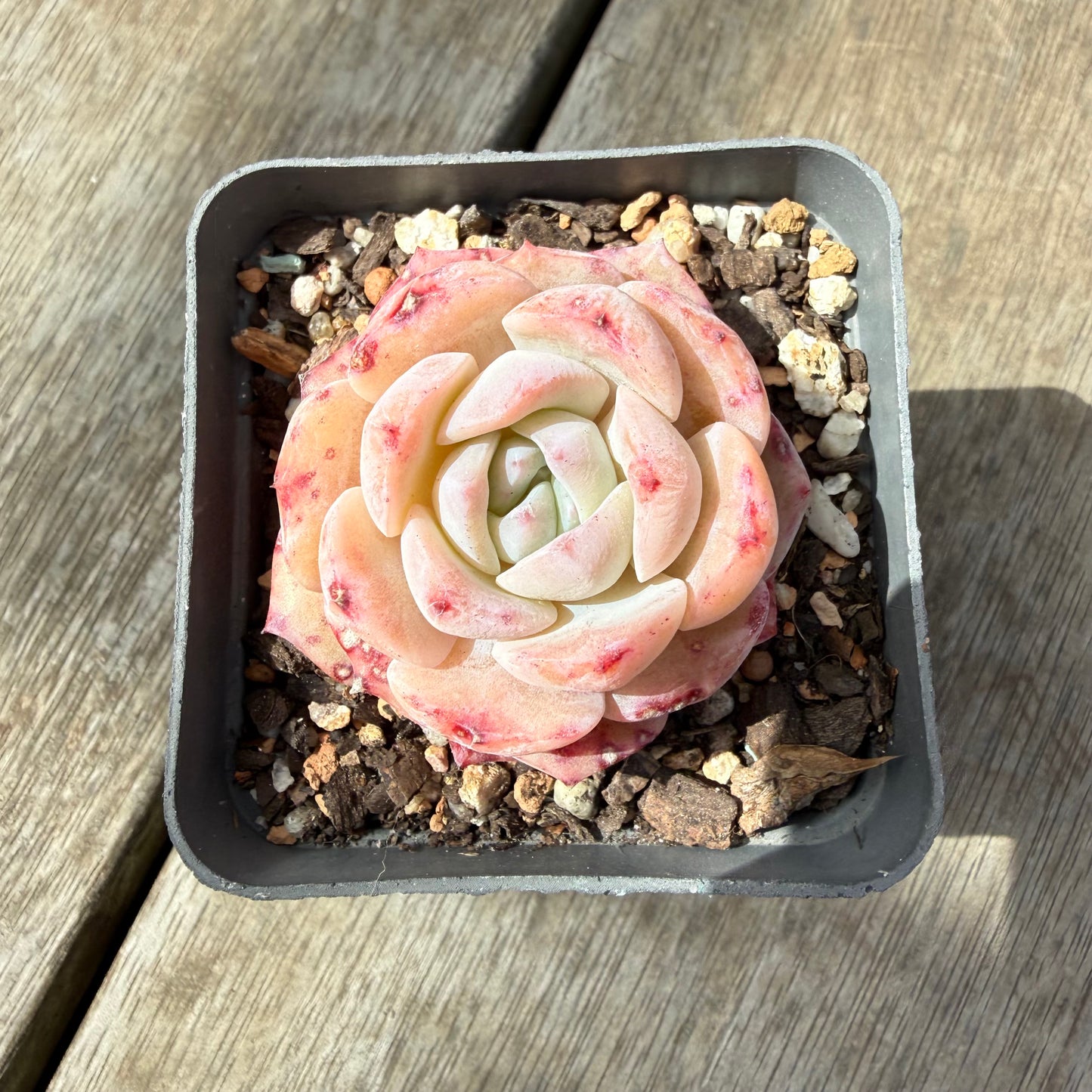 1410 Echeveria 'Marilyn Monroe'