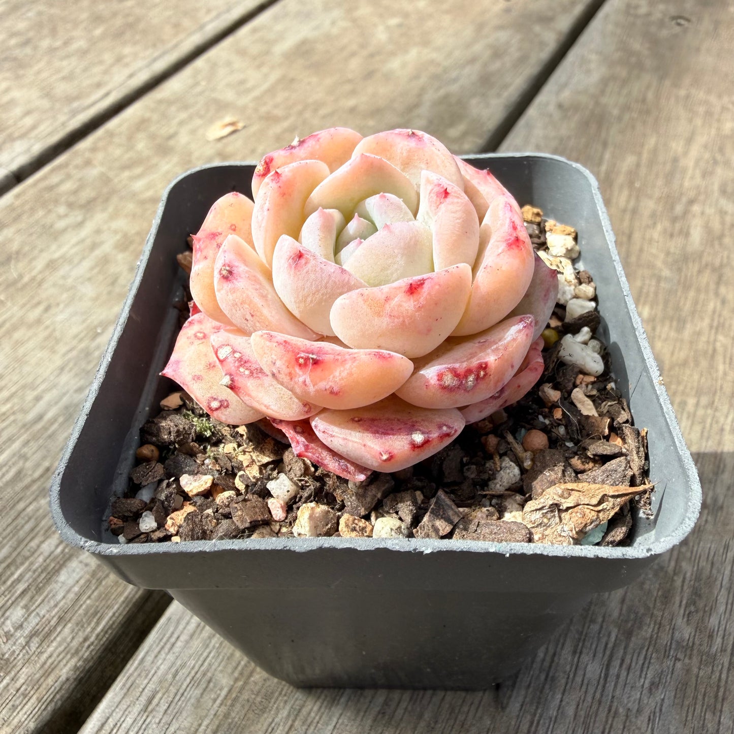 1410 Echeveria 'Marilyn Monroe'