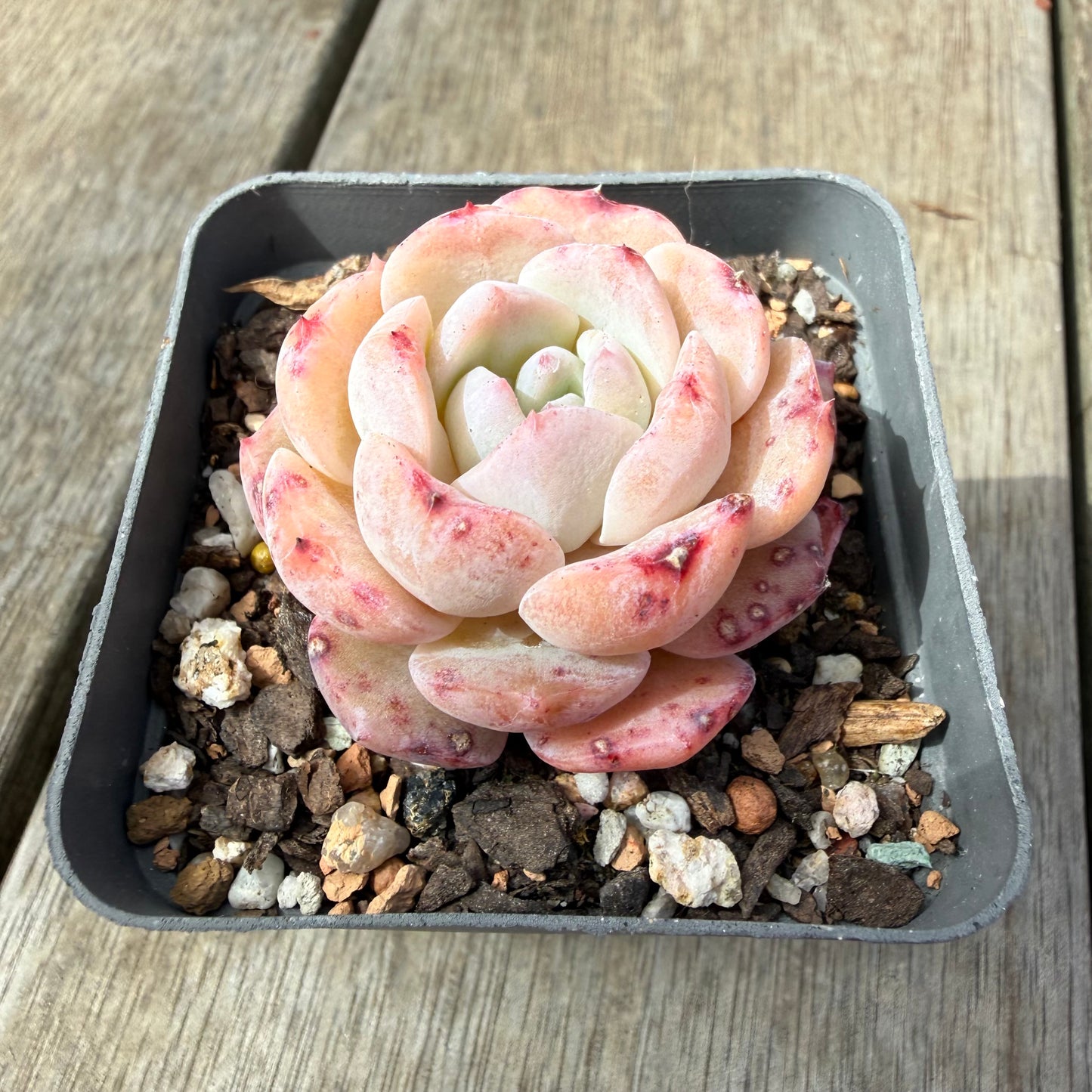 1410 Echeveria 'Marilyn Monroe'