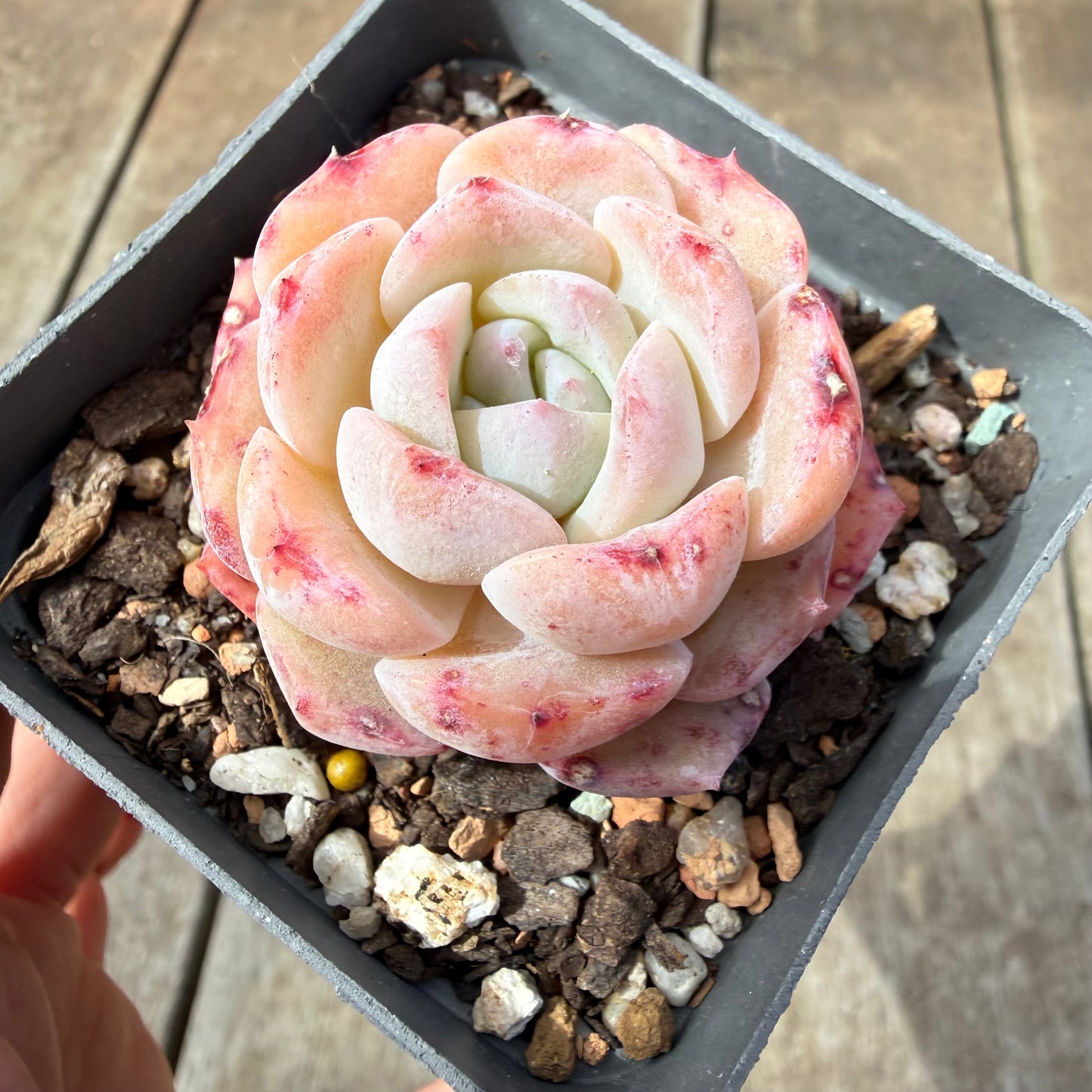 1410 Echeveria 'Marilyn Monroe'