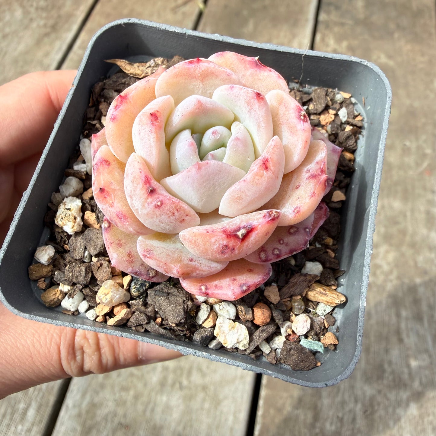 1410 Echeveria 'Marilyn Monroe'