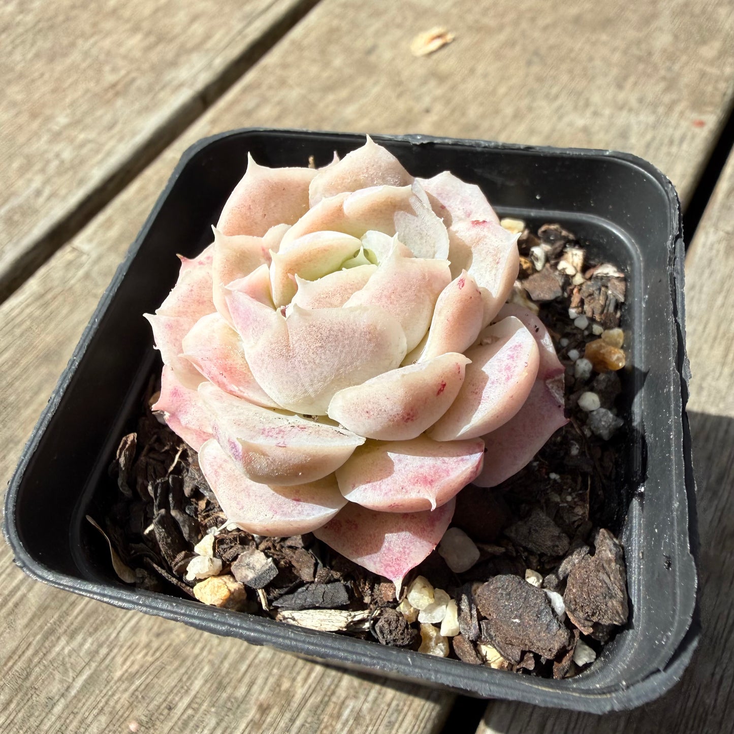 1410 Echeveria 'Mooncake'
