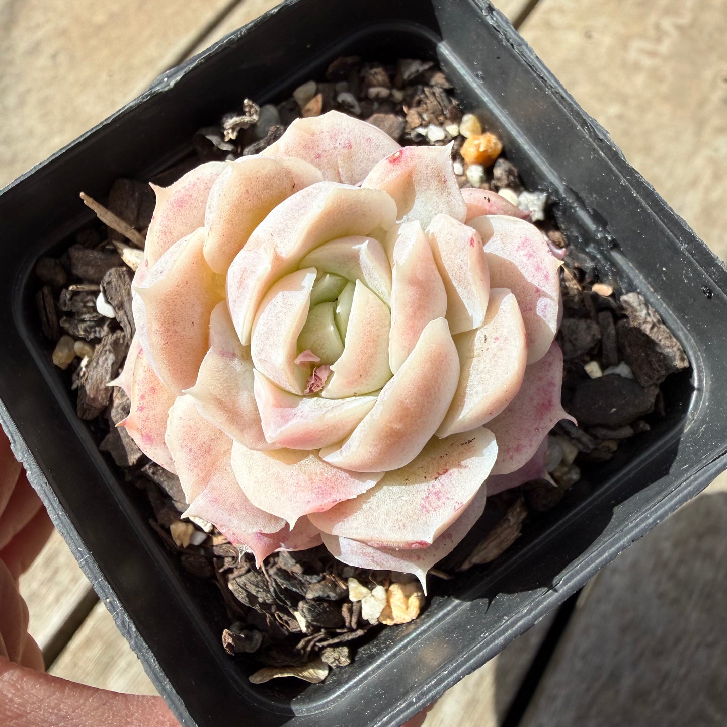 1410 Echeveria 'Mooncake'