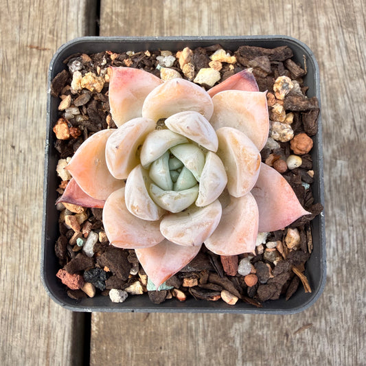 1410 Echeveria 'Olaf'