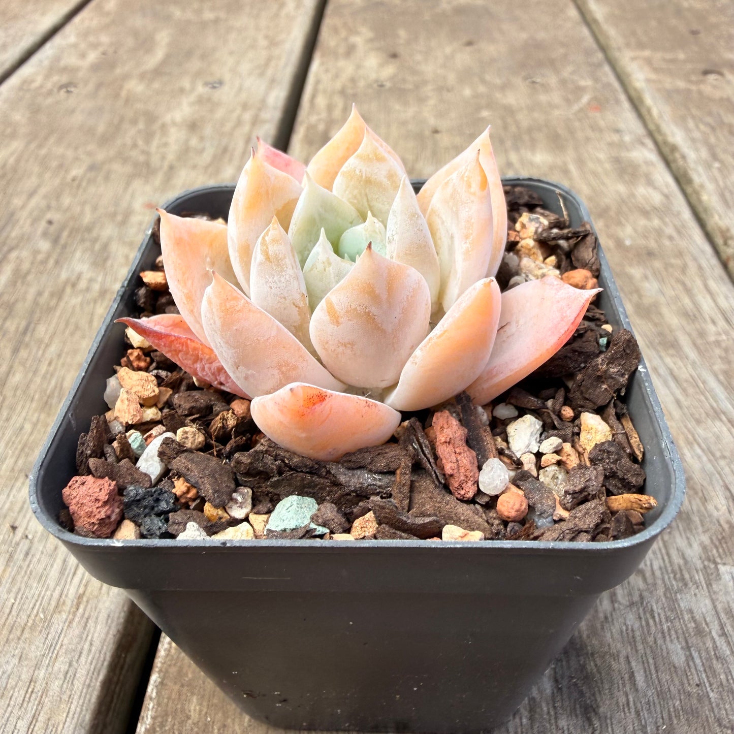 1410 Echeveria 'Olaf'