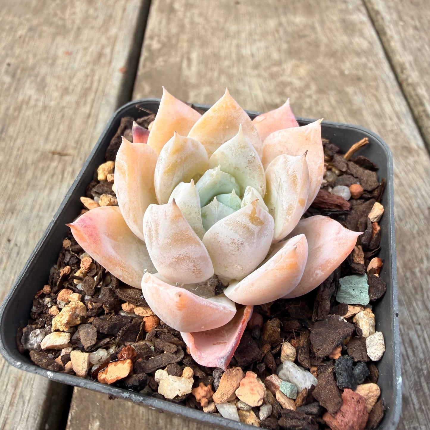 1410 Echeveria 'Olaf'