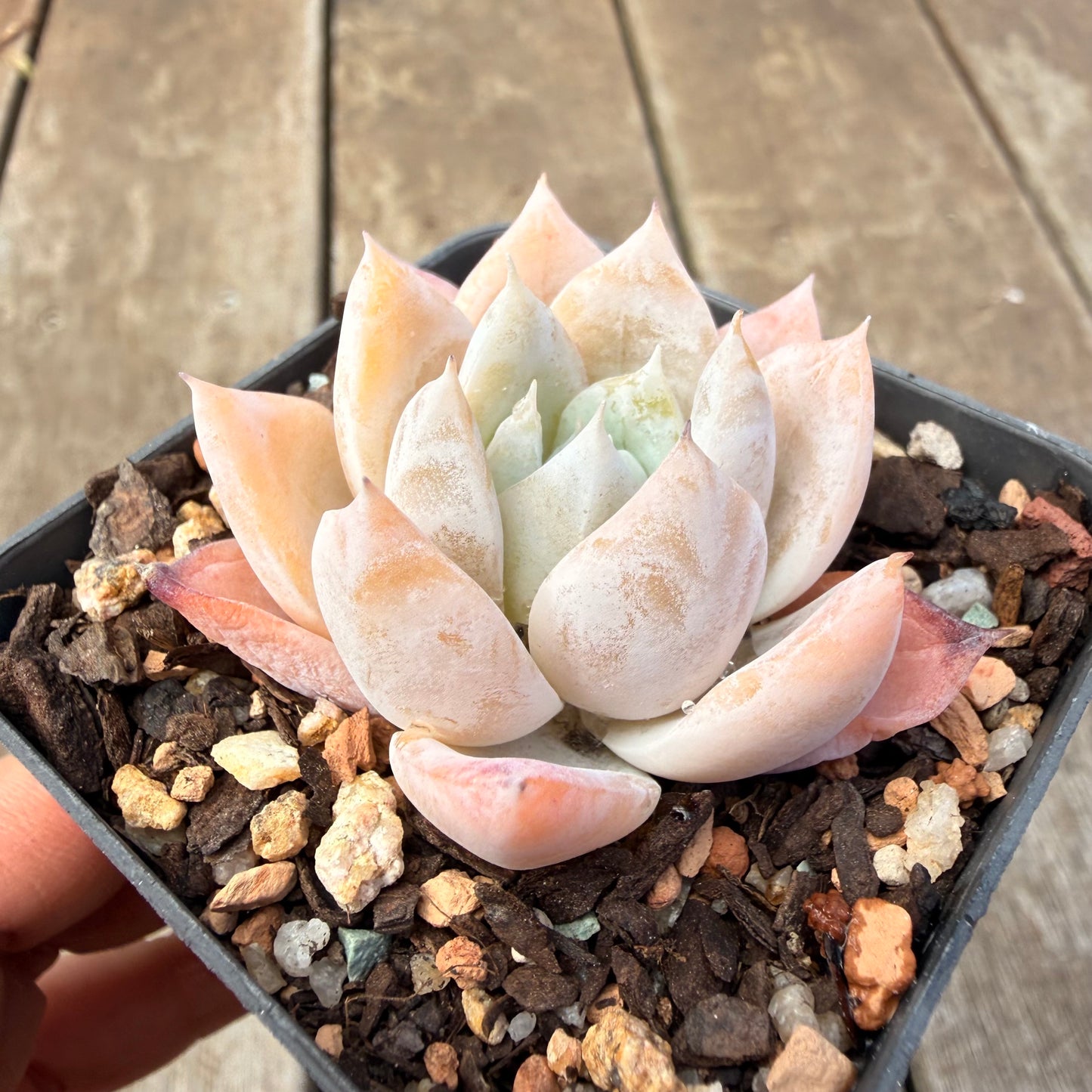1410 Echeveria 'Olaf'