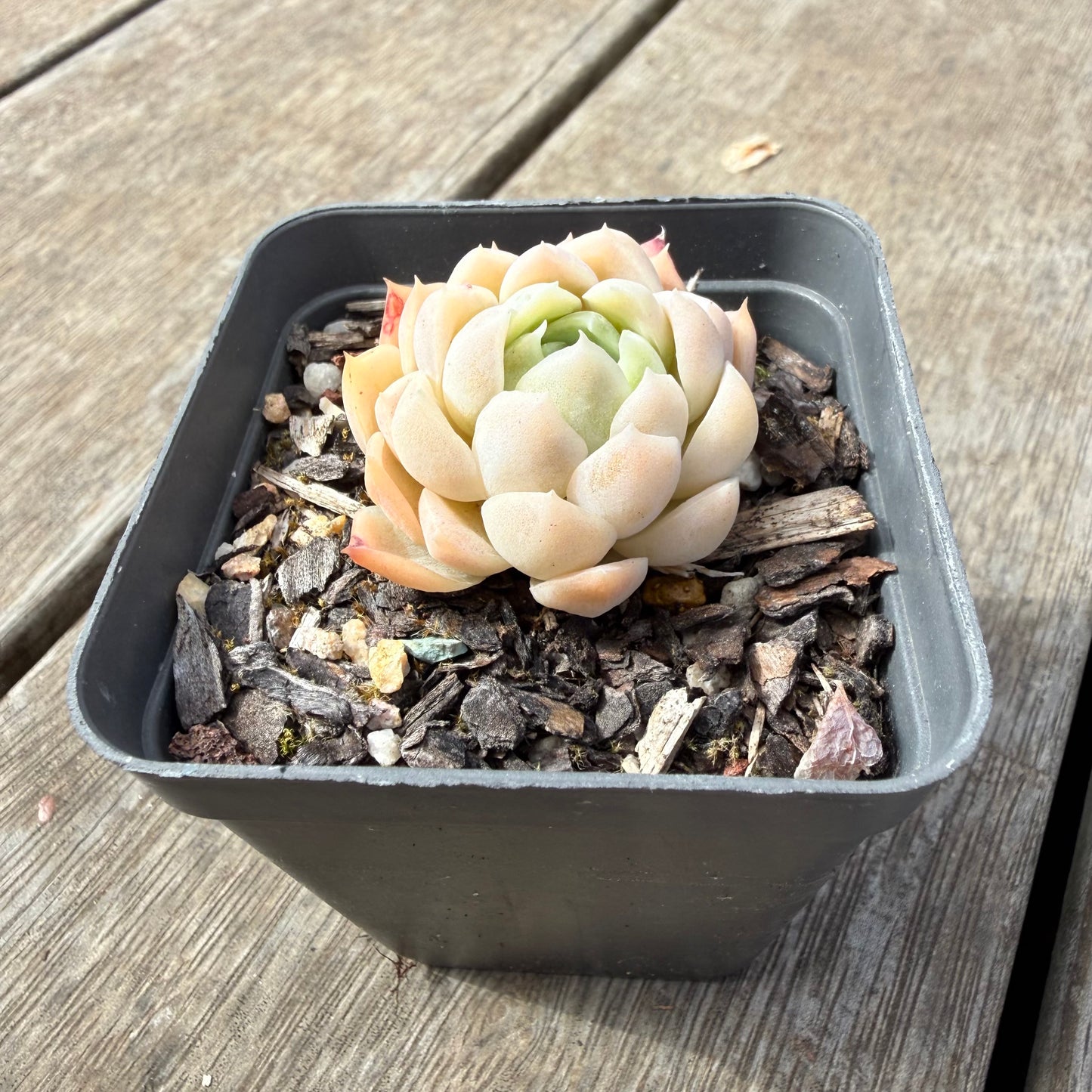 1410 Echeveria 'Poseidon'