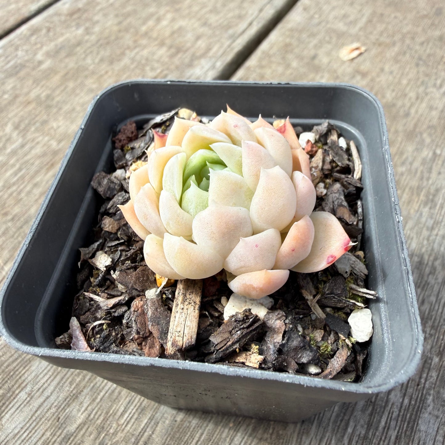 1410 Echeveria 'Poseidon'