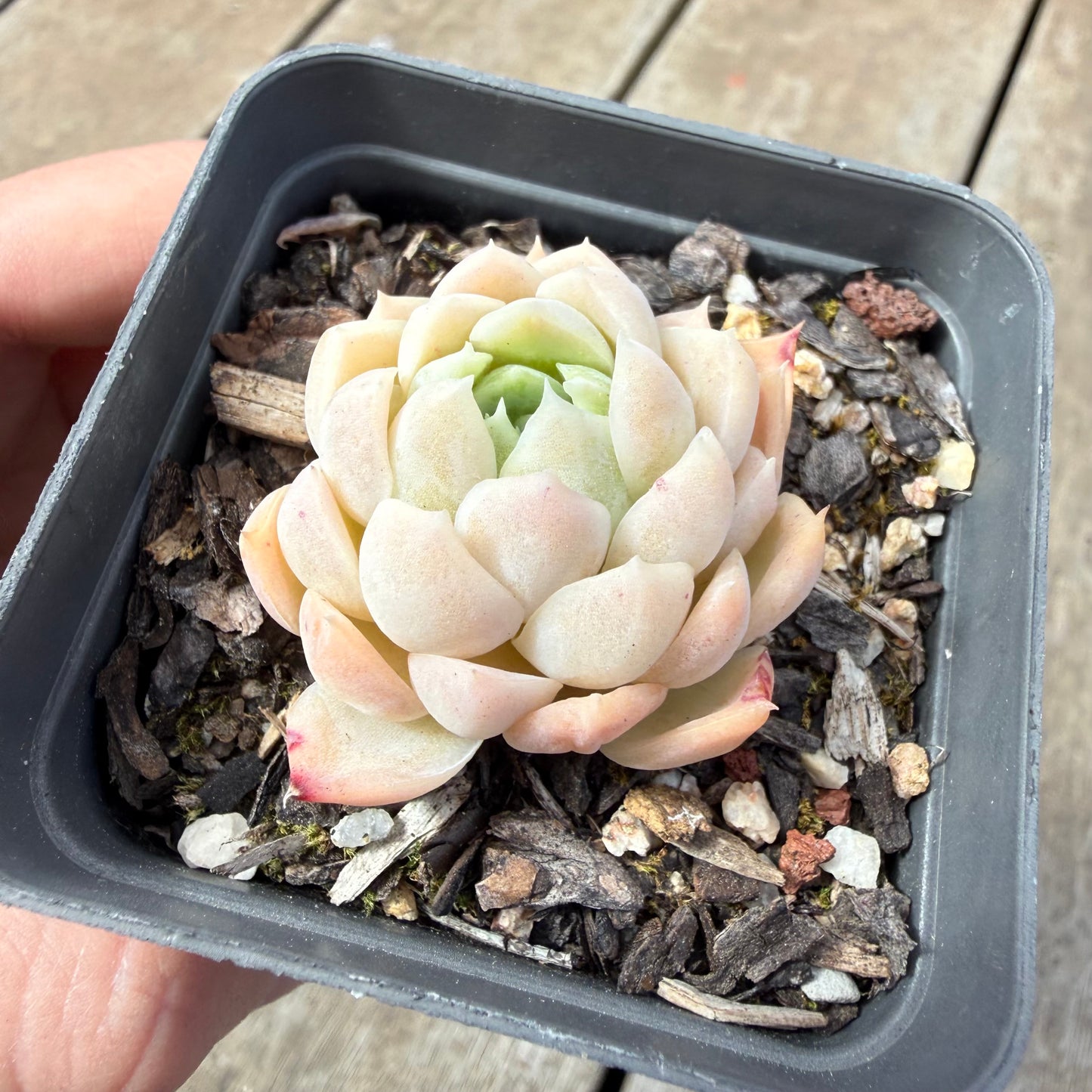 1410 Echeveria 'Poseidon'