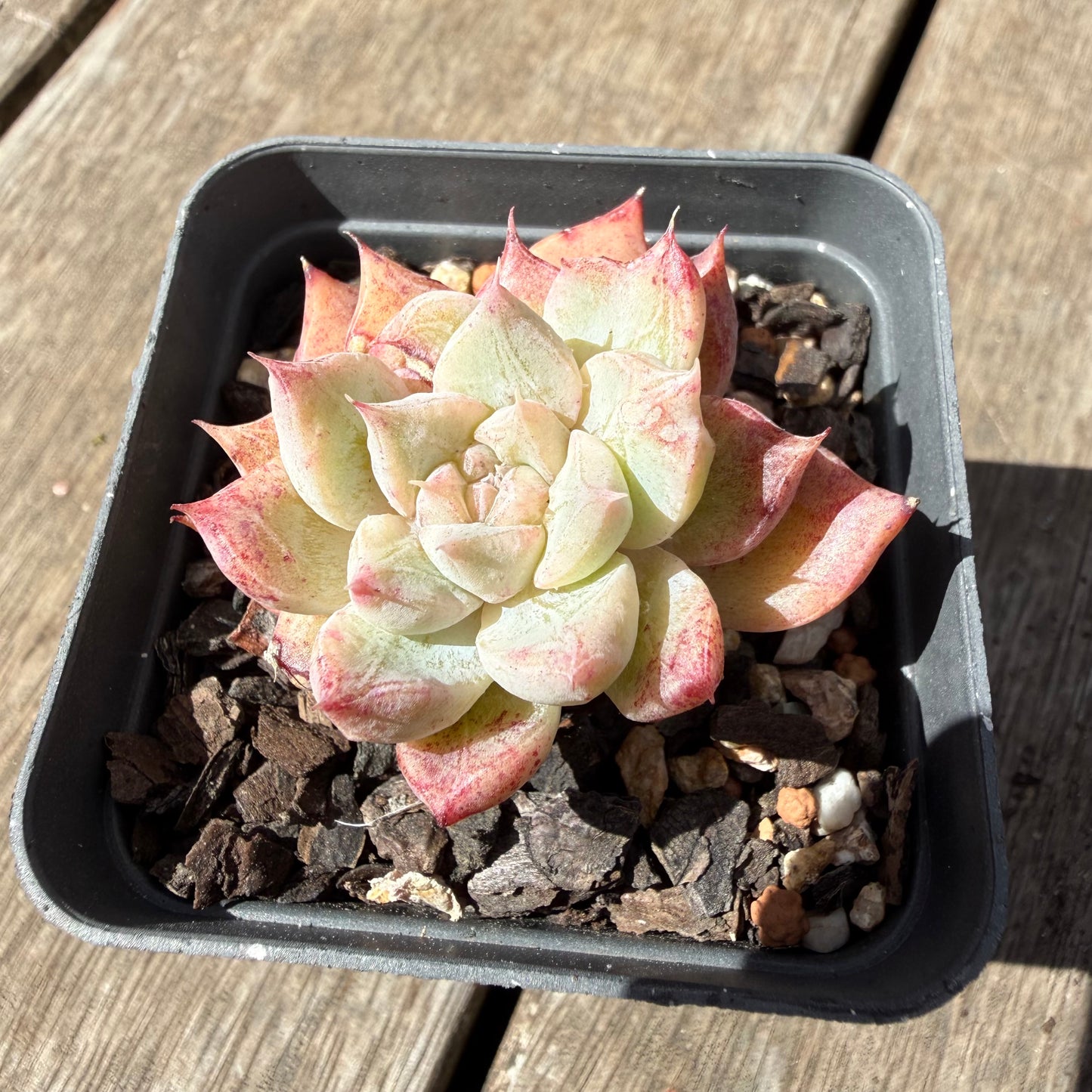 1410 Echeveria 'Snow Spirit'