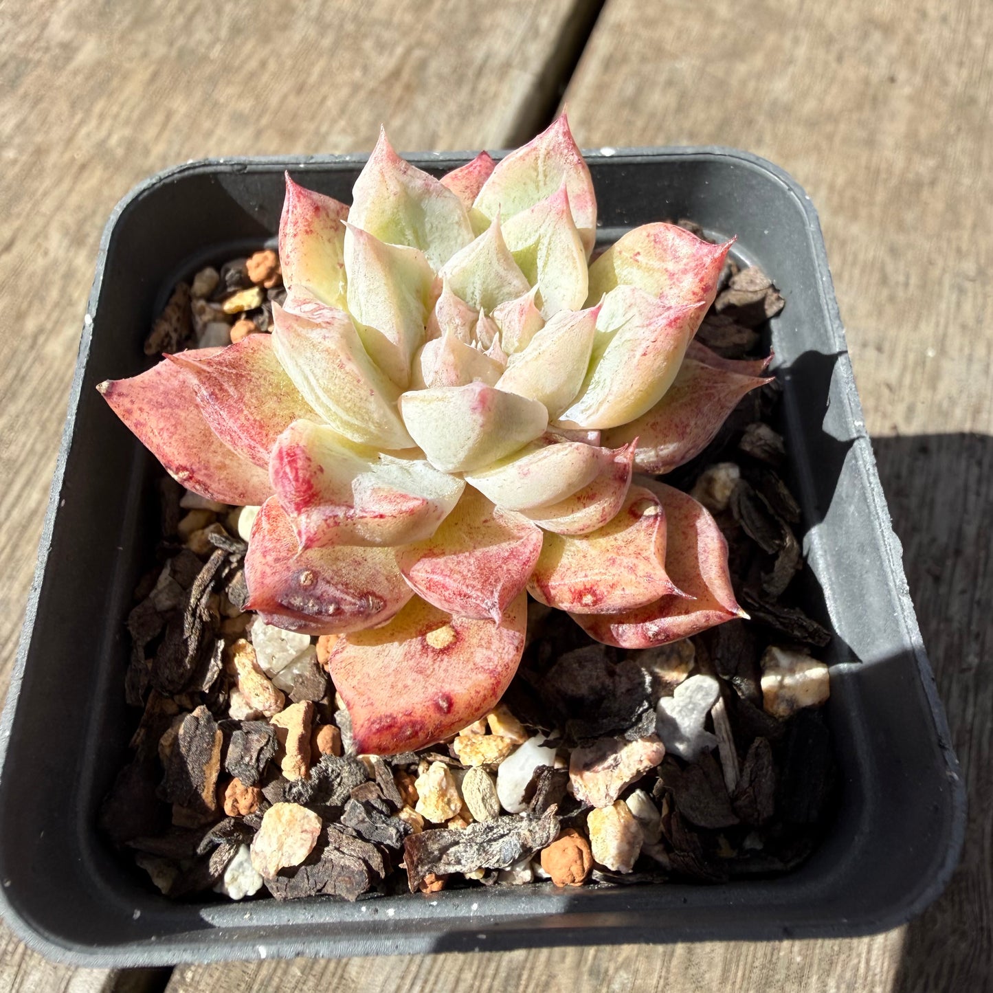 1410 Echeveria 'Snow Spirit'