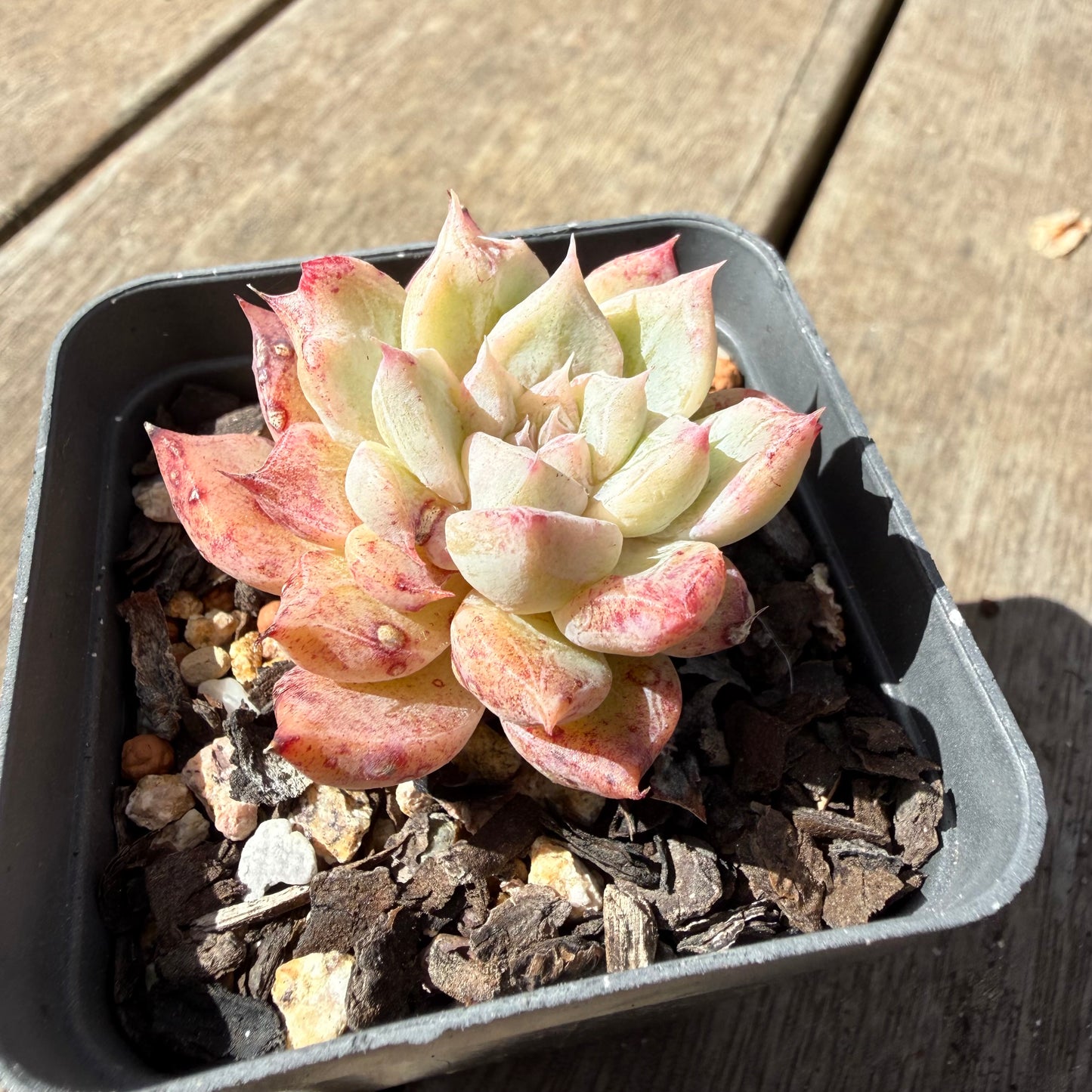1410 Echeveria 'Snow Spirit'