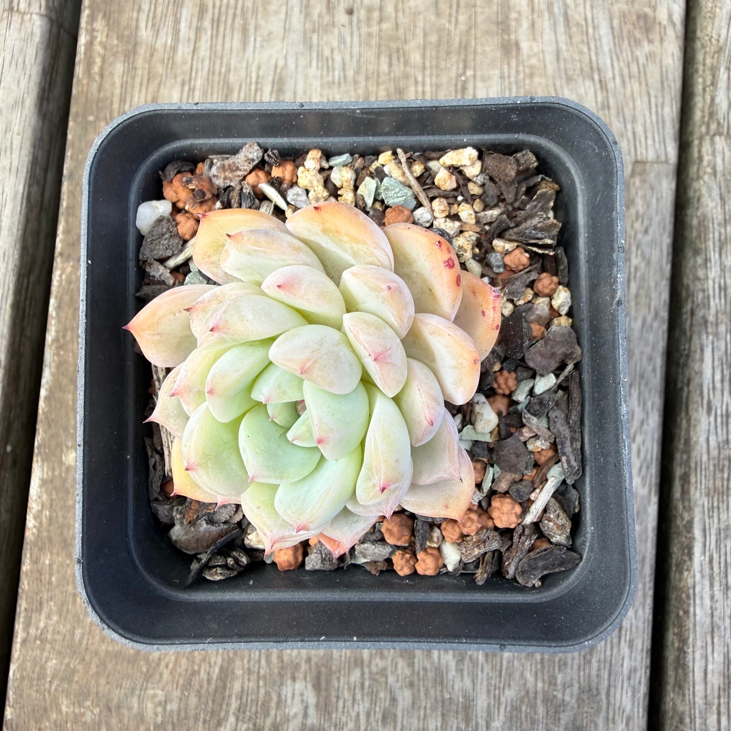 1410 Echeveria 'Solitary'