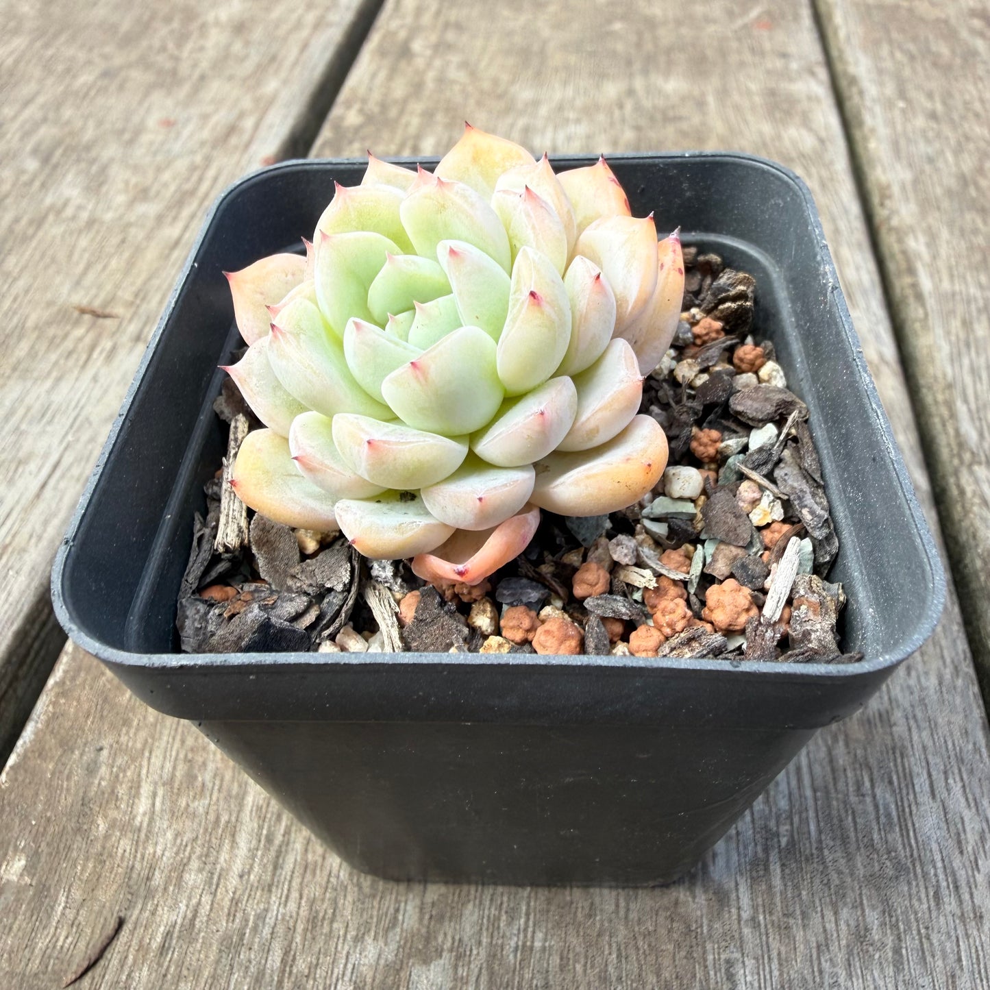 1410 Echeveria 'Solitary'