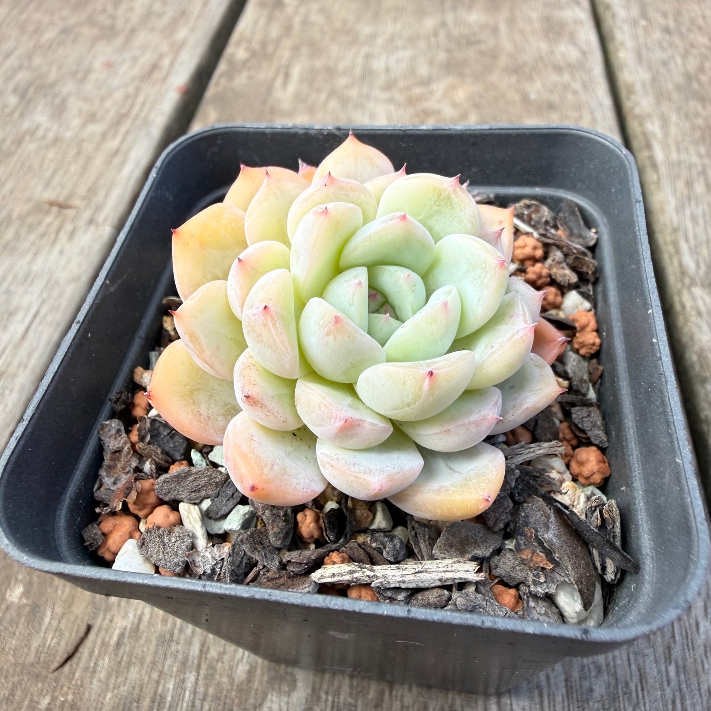 1410 Echeveria 'Solitary'