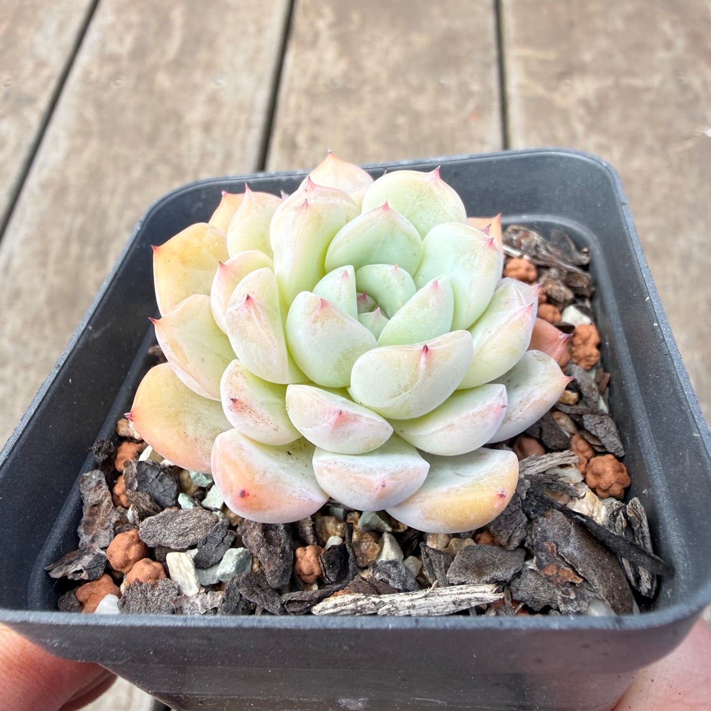 1410 Echeveria 'Solitary'