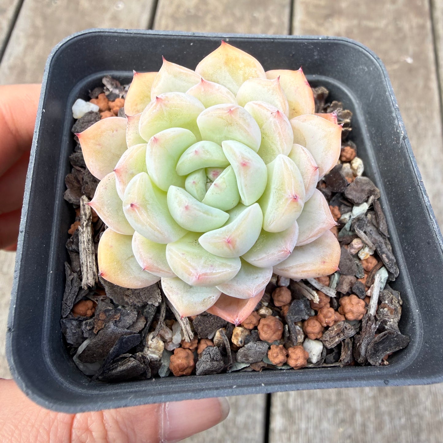 1410 Echeveria 'Solitary'