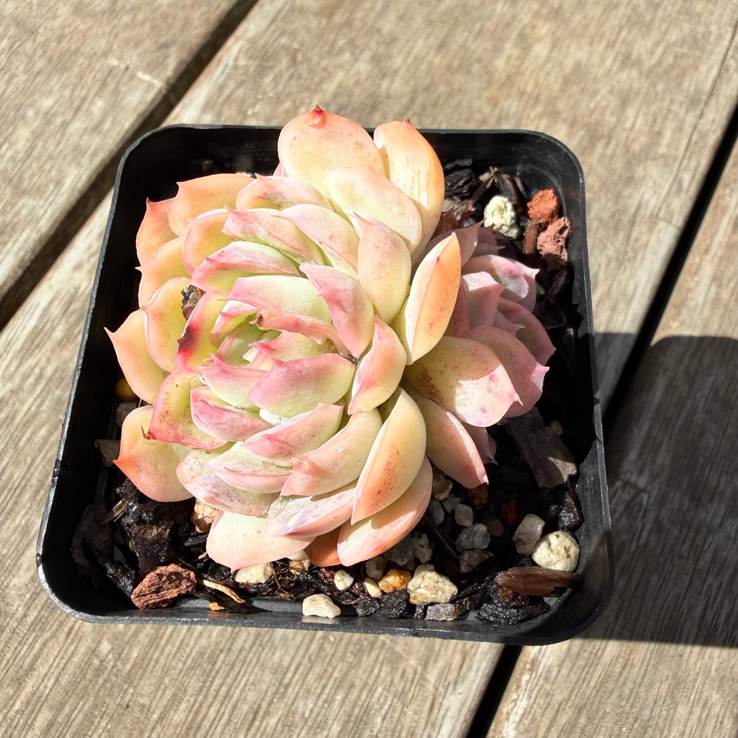 1410 Echeveria Strawberry Ice (Multi)