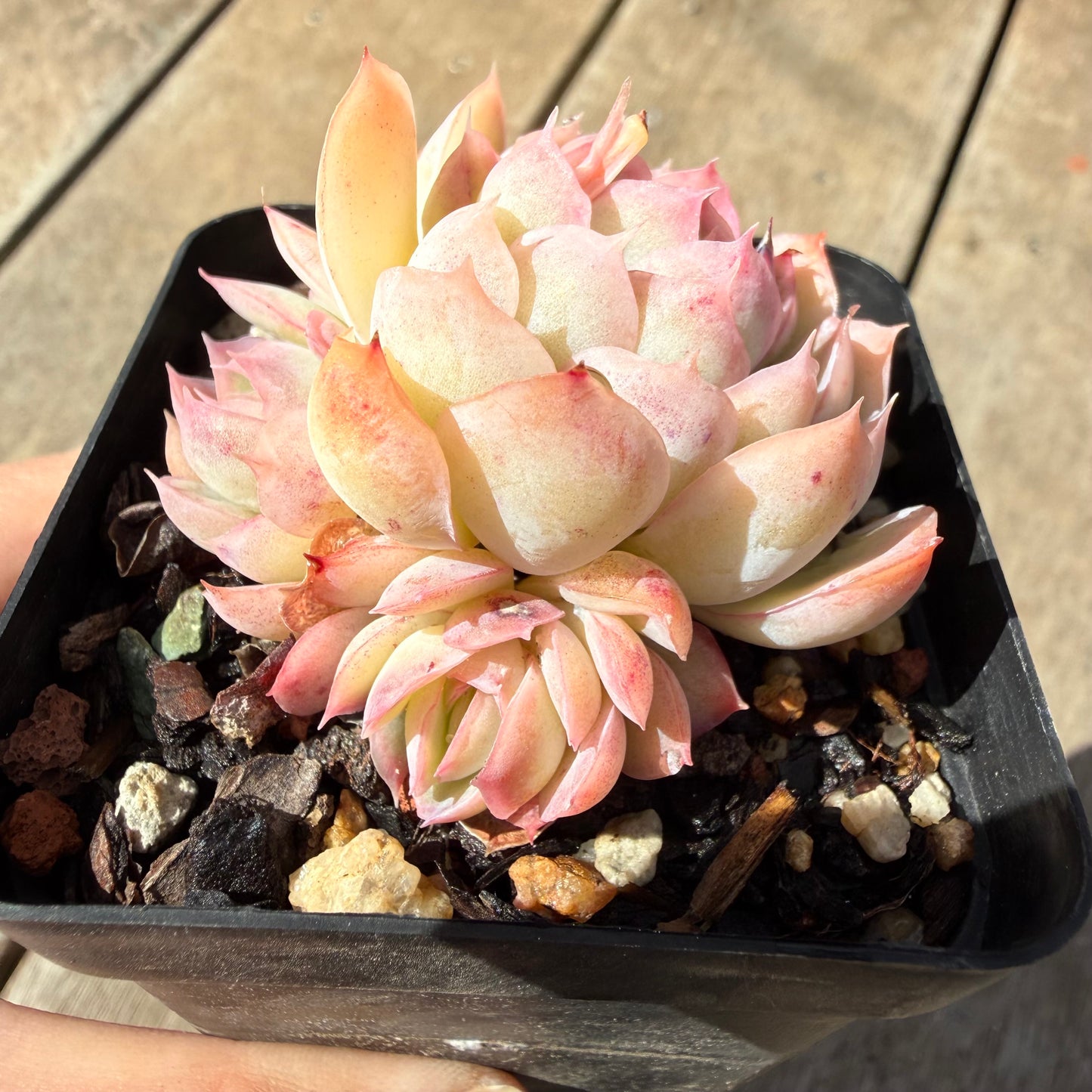 1410 Echeveria Strawberry Ice (Multi)