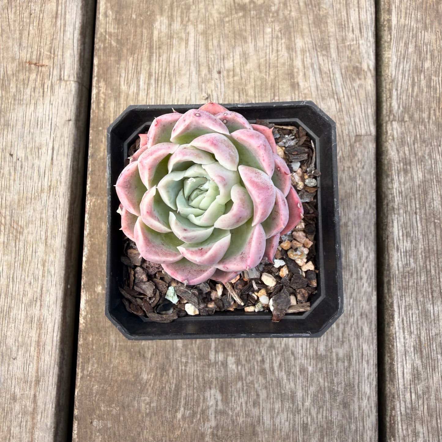 1410 Echeveria 'Strawberry Smoothie'