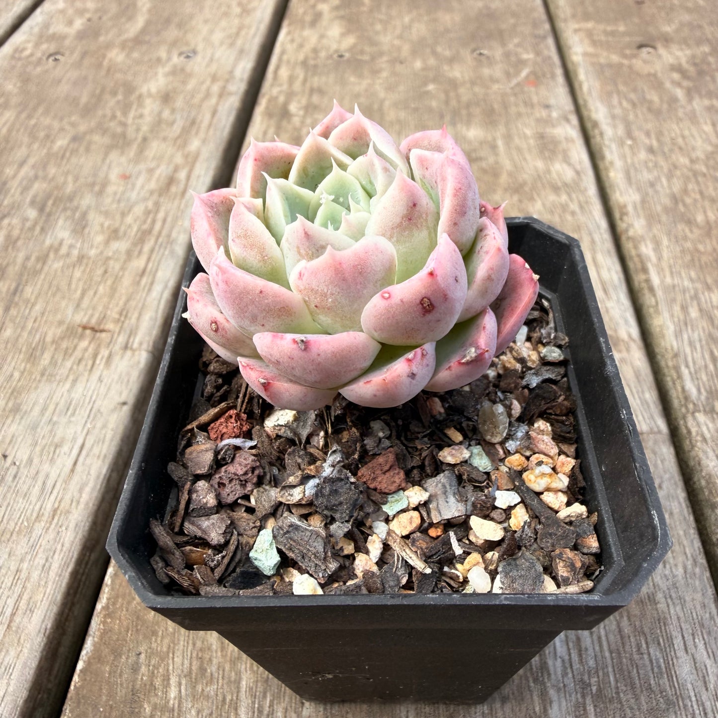 1410 Echeveria 'Strawberry Smoothie'
