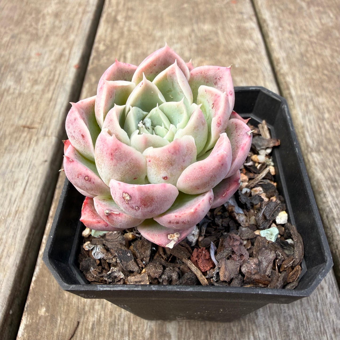 1410 Echeveria 'Strawberry Smoothie'