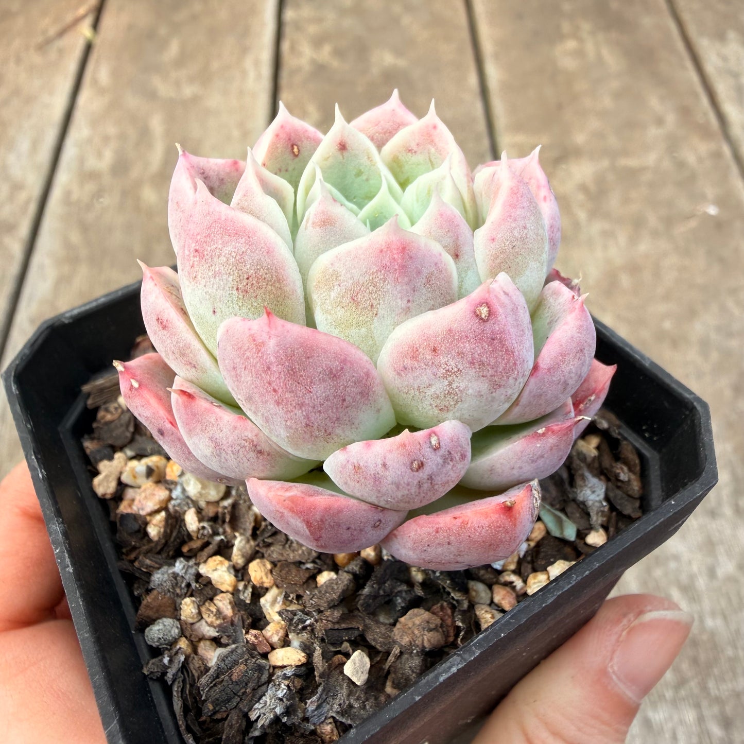 1410 Echeveria 'Strawberry Smoothie'