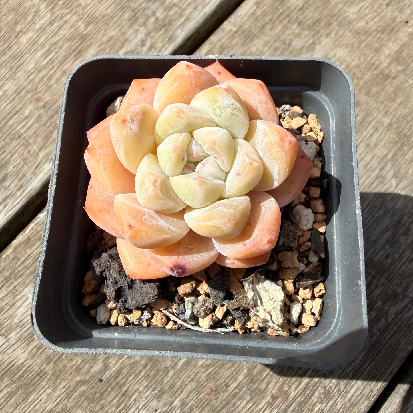 1410 Echeveria 'The Seven Fairies'